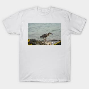 Black-crowned night heron of hawaii 9 T-Shirt